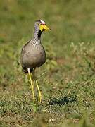 African Wattled Lapwing