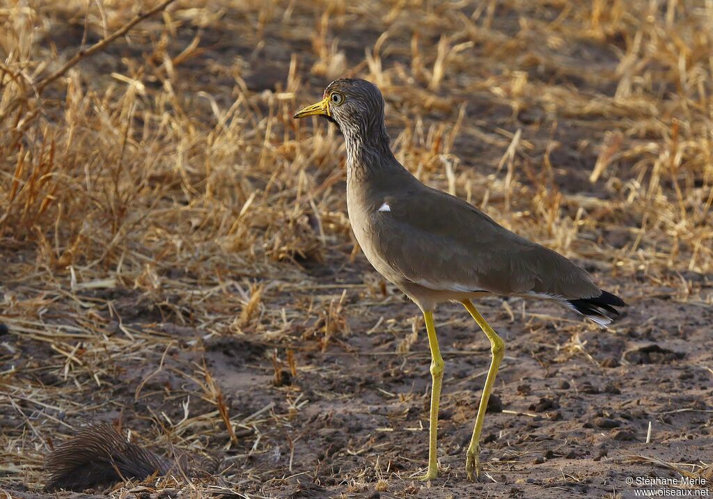 Vanneau du Sénégal