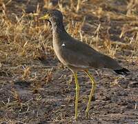 African Wattled Lapwing