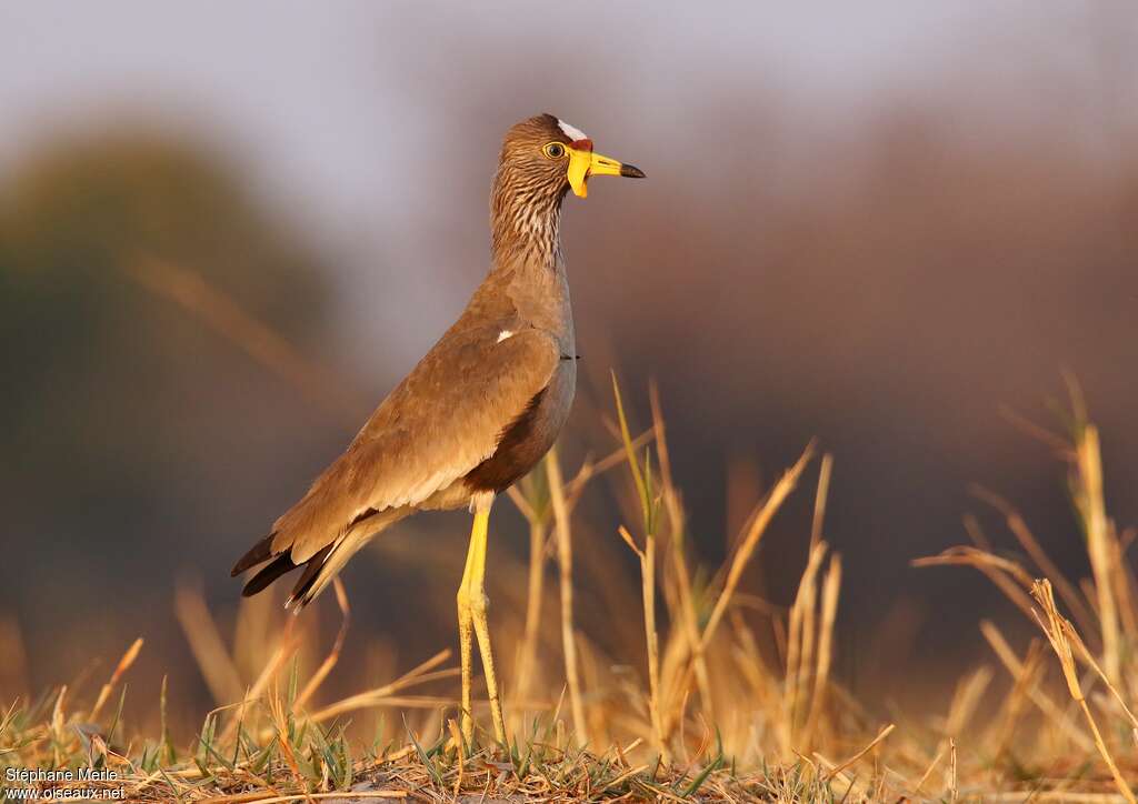 Vanneau du Sénégaladulte, identification