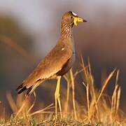 African Wattled Lapwing