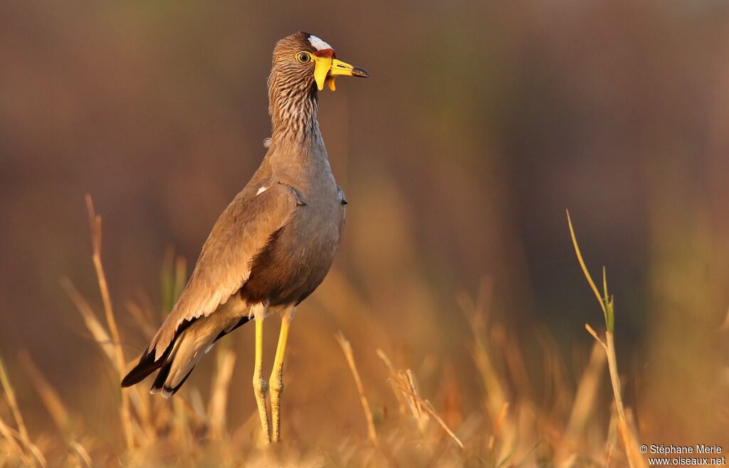 African Wattled Lapwingadult