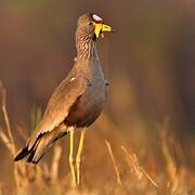 African Wattled Lapwing