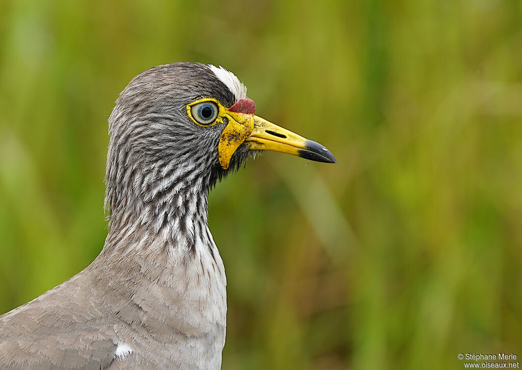 African Wattled Lapwing