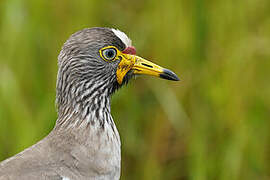 African Wattled Lapwing