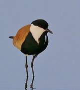 Spur-winged Lapwing