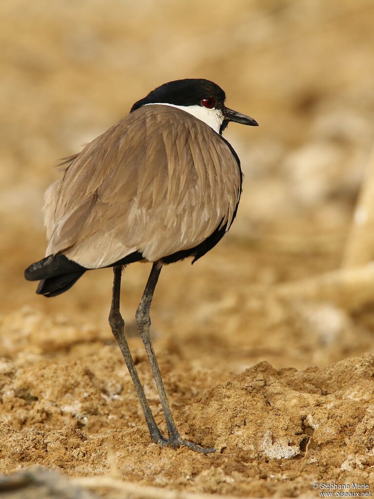 Vanneau éperonnéadulte, identification