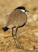 Spur-winged Lapwing