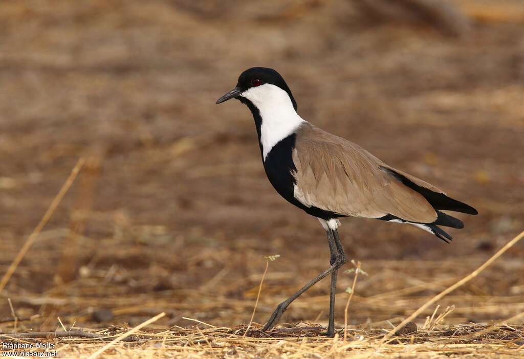 Spur-winged Lapwingadult breeding, identification