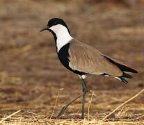 Spur-winged Lapwing