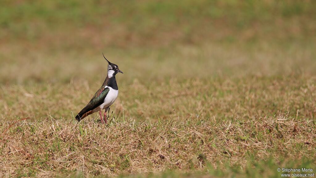 Northern Lapwingadult breeding