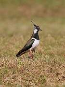 Northern Lapwing