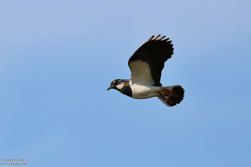 Northern Lapwing male adult, pigmentation, Flight