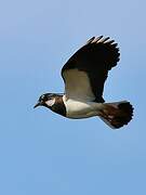 Northern Lapwing