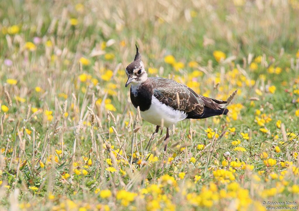 Northern Lapwingimmature