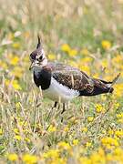 Northern Lapwing