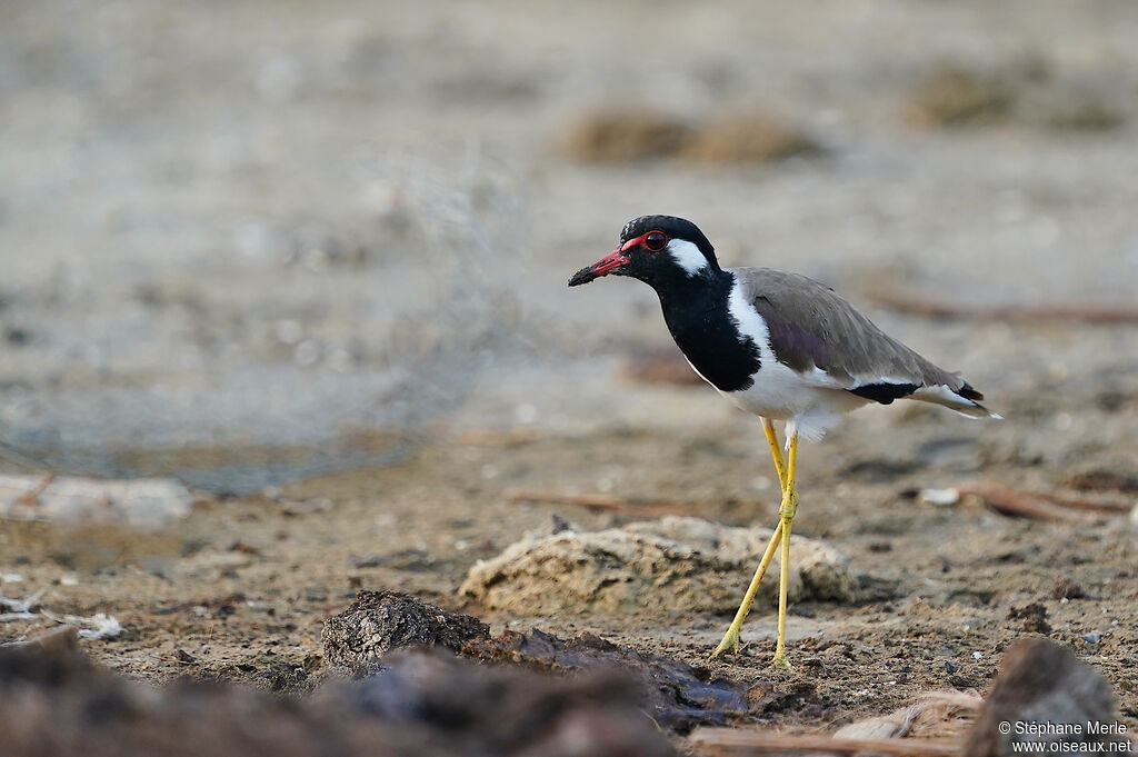 Red-wattled Lapwingadult