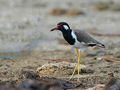 Red-wattled Lapwing