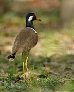 Red-wattled Lapwing