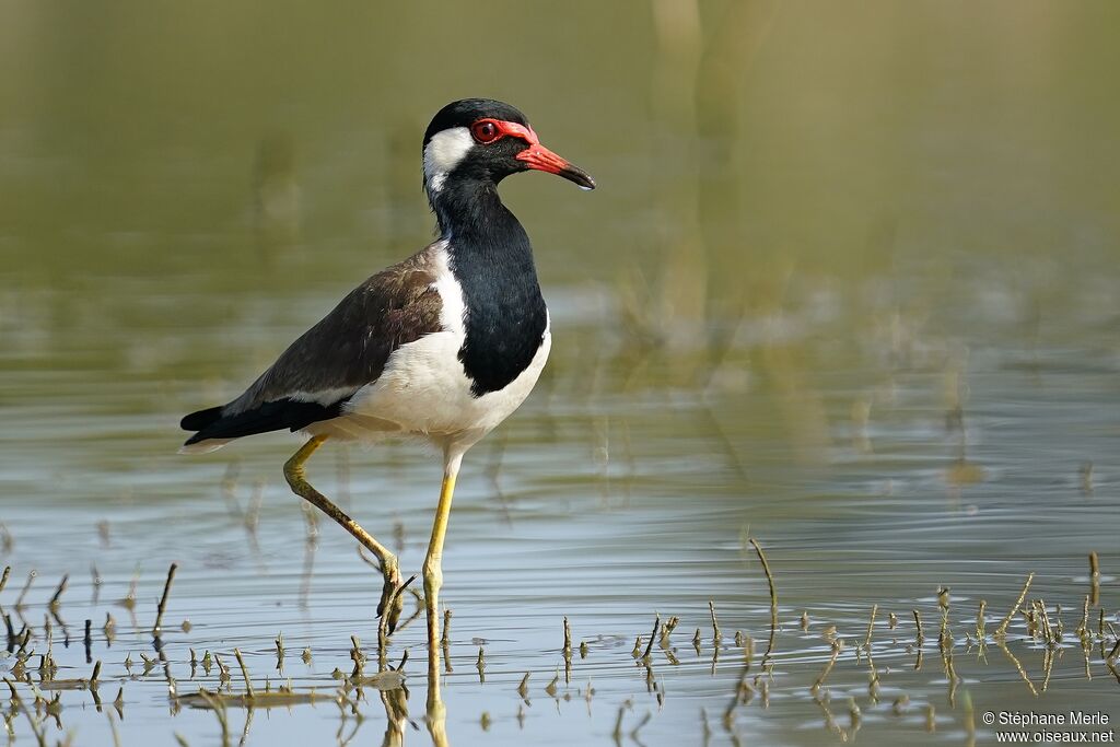 Red-wattled Lapwingadult