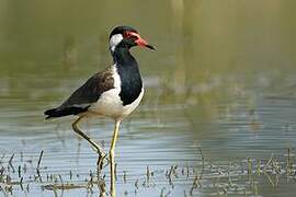 Red-wattled Lapwing