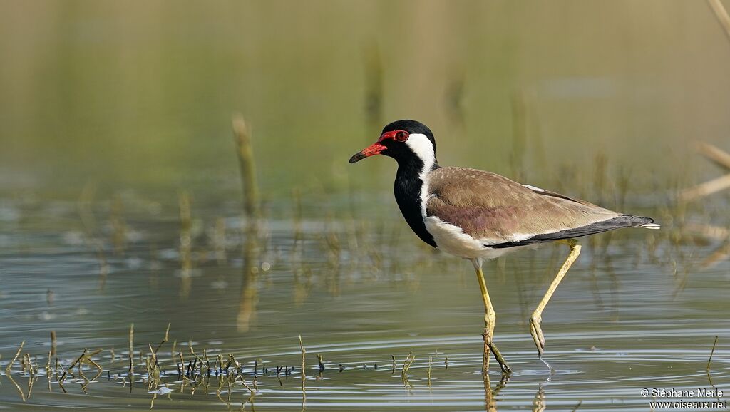 Red-wattled Lapwingadult