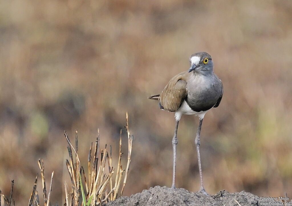 Senegal Lapwingadult