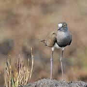 Senegal Lapwing