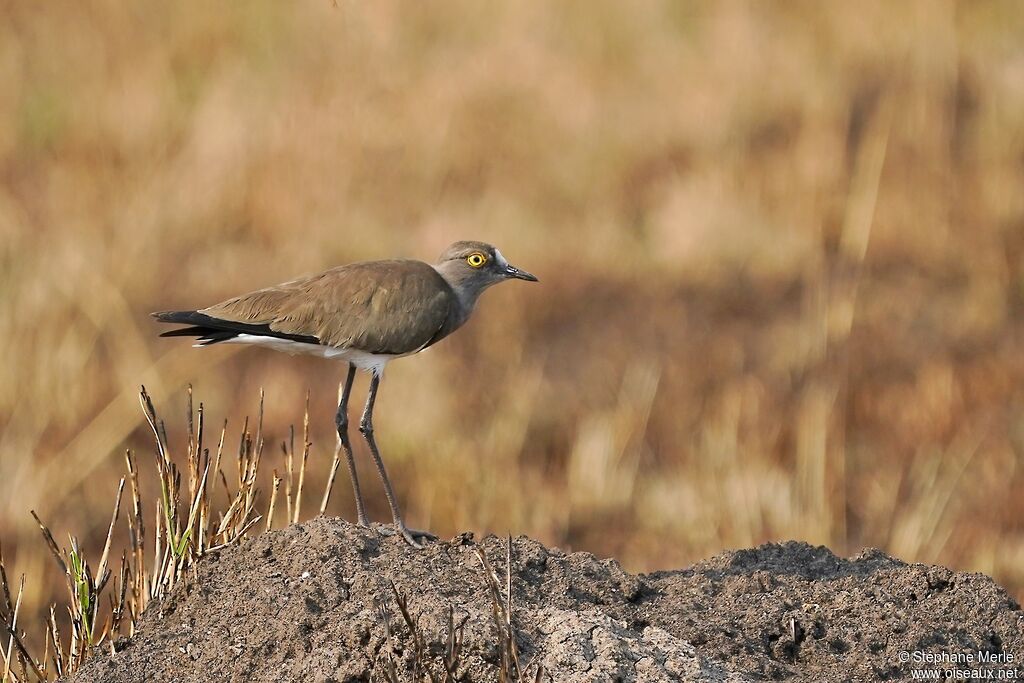 Senegal Lapwingadult