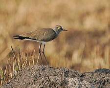 Senegal Lapwing