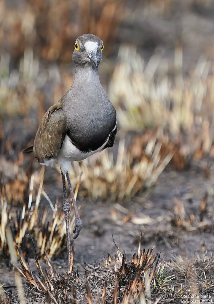 Senegal Lapwingadult