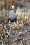 Senegal Lapwing