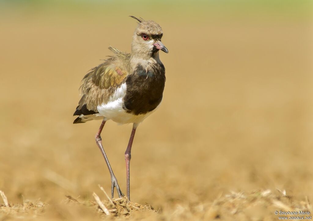 Southern Lapwingadult