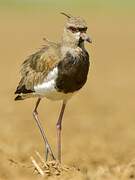 Southern Lapwing