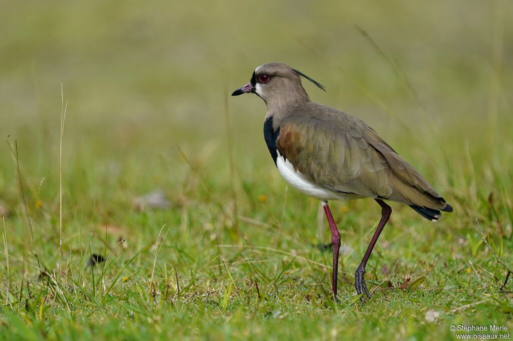 Southern Lapwingadult