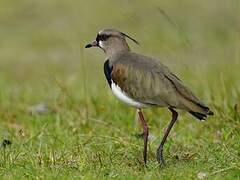 Southern Lapwing