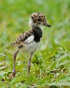 Southern Lapwing