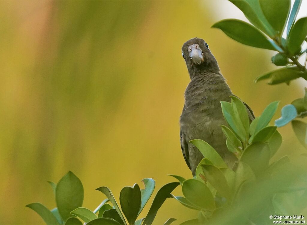 Seychelles Black Parrotadult