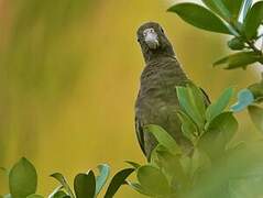 Seychelles Black Parrot