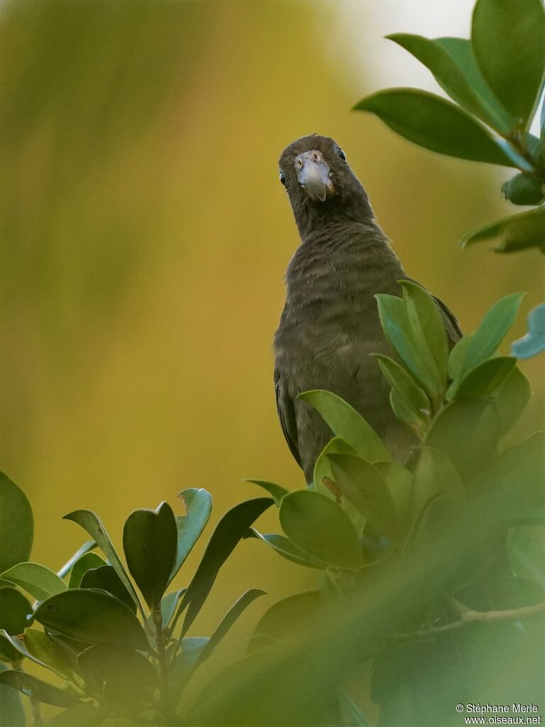 Seychelles Black Parrotadult