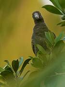 Seychelles Black Parrot