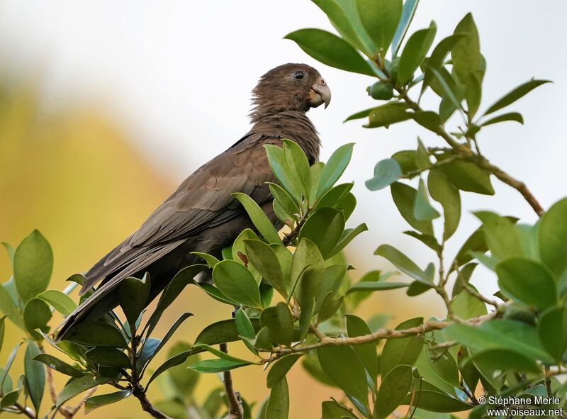 Seychelles Black Parrotadult