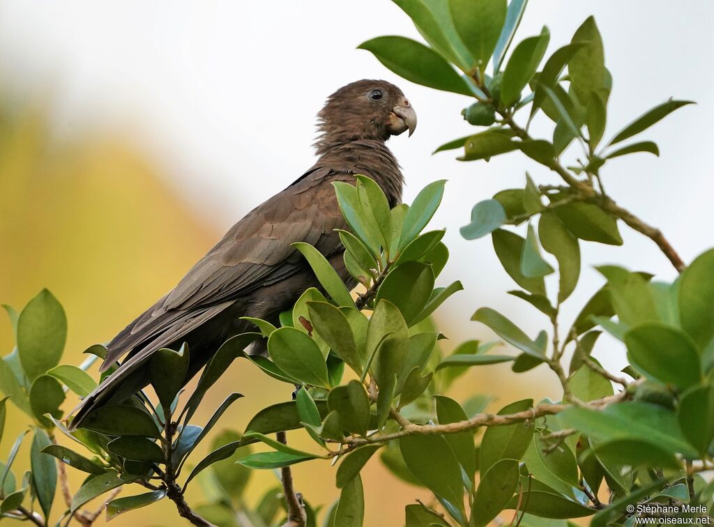 Seychelles Black Parrotadult