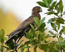 Seychelles Black Parrot