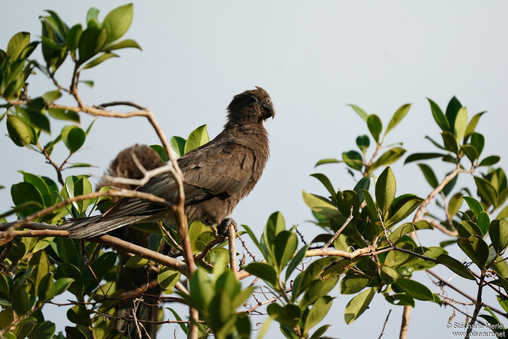 Seychelles Black Parrot