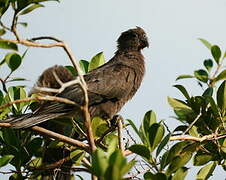 Seychelles Black Parrot