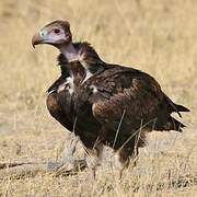 White-headed Vulture