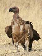 White-backed Vulture