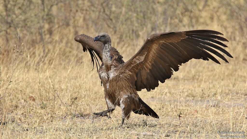 White-backed Vulture