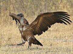 White-backed Vulture